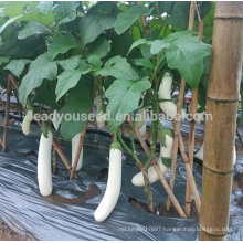 JE04 Baixue Pure white brinjaul seed, hybrid eggplant seeds f1